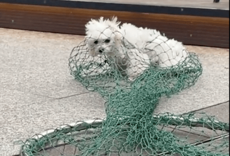狗狗因没拴绳被城管抓住，而主人正在旁边喝咖啡，狗绳就在手边！