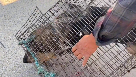 从笼里逃出的看家犬，尽管百般不情愿，但还是被主人亲自送上了狗肉车