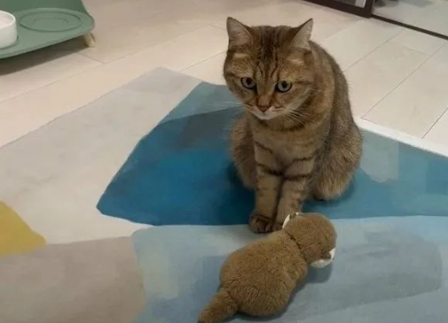心爱的玩偶被铲屎官洗了，小猫咪急了：快救它下来啊啊啊啊