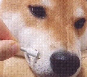铲屎官给柴犬“充电”，狗狗那甜美一笑太治愈了，心都要萌化了！ 
