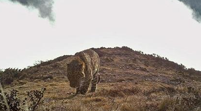 四川稻城发现雪豹和金钱豹，两大猛兽同时出现