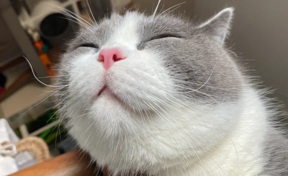 英媒：猫咪对人的爱超出想象，只是常常被误会