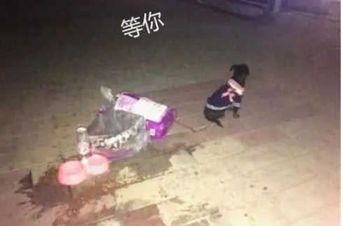 主人搬家抛弃泰迪犬，狗狗原地蹲守到第二天，背影让人辛酸