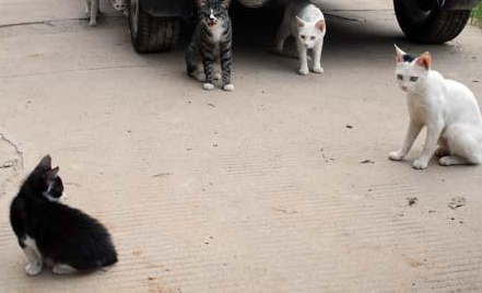 奶奶收养20多只流浪猫，自从来了一位不速之客后，小猫接连失踪