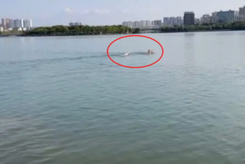 狗狗误以为游泳大爷溺水了，下湖去救他！结果误伤还赔了医药费！