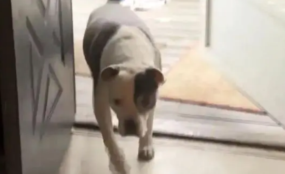 入室抢劫遇到比特犬，劫匪差点吓哭……看到报道后网友笑喷！