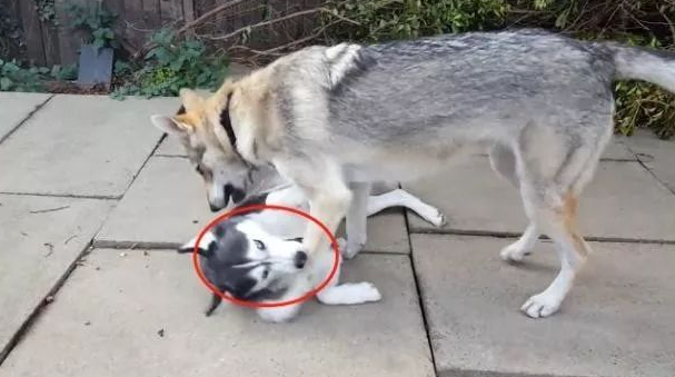 主人让二哈跟猛犬一起生活，结果二哈悲剧了，让人挺心疼的