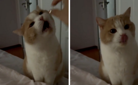 猫咪失踪了？萌猫吃点心！小奶猫解锁成功