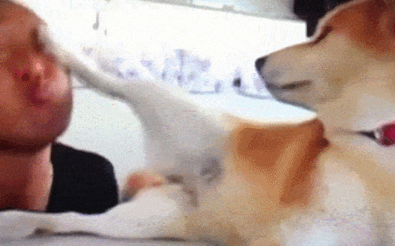 柴犬：想亲我，这辈子你都别想了，网友：这狗子内心住着一只喵