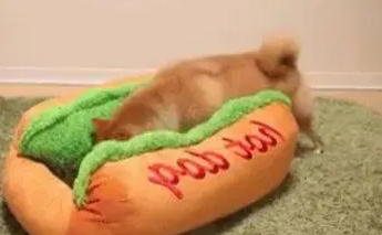 主人给柴犬买了个新窝，下一秒柴柴做出这个举动，让人笑喷