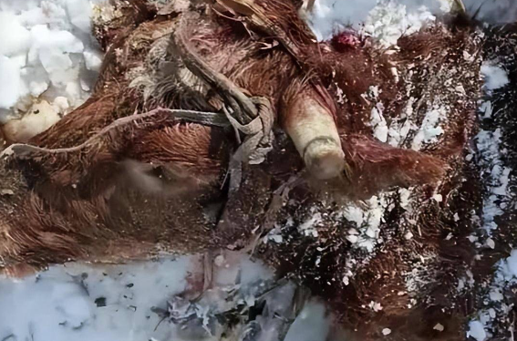 “咬死两头牛、吃掉一条狗”，为何冬季东北虎更频繁下山觅食？