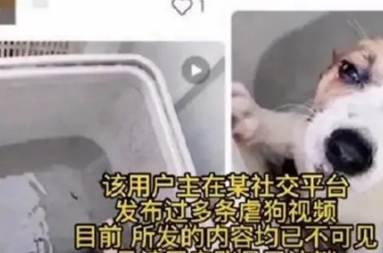 柯基被丢进洗衣机后，主人对着镜头比“耶”？世道就是这样变坏的 