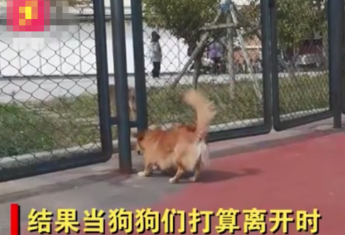 山东一狗狗因体型丰满，只能无奈绕远路，小姐姐笑出鹅叫