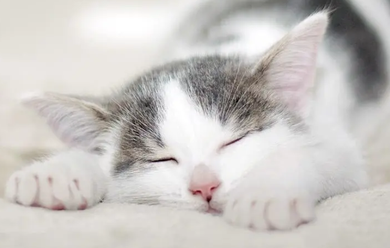 “铲屎官”将猫咪寄养后竟要不回来了，法院判决：退猫