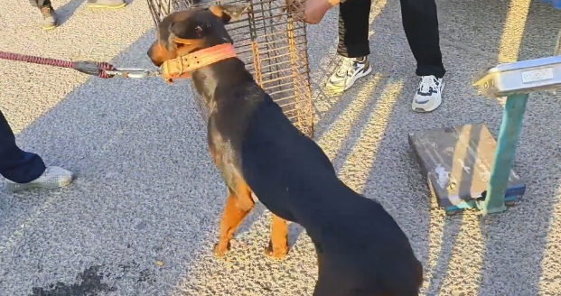 转眼间，瘦小看家犬就卖给了狗贩子，狗贩：一天喂它一盆麸子也不会这么瘦