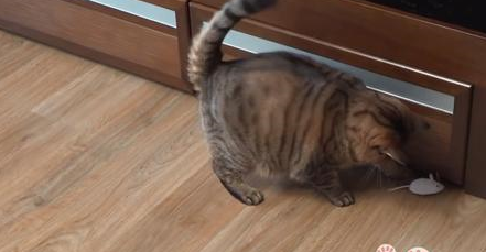 猫咪绝育后一年体重翻了一倍，只因为主人误信，绝育后要给猫加餐