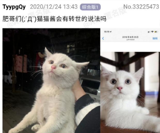 网友疯传猫咪转世证据，“那不是胎记，是猫的承诺！”