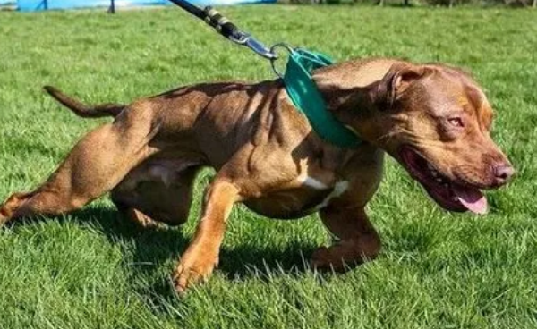 烈性犬伤人，管理人应承担侵权责任