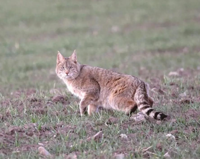 四川黑水发现“草猞猁”，耳朵长有天线，冬季会进村盗食家禽