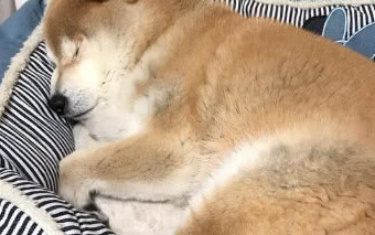 一只15岁的老柴犬，见到刚出生的小主人时，它的反应让人笑出泪