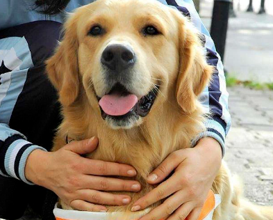 “导盲犬助力视障人士出行，传递关爱与希望”