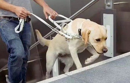 “导盲犬助力视障人士出行，传递关爱与希望”