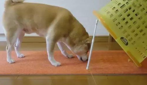 铲屎官自制陷阱捕捉柴犬，考验汪智商的时候到了！