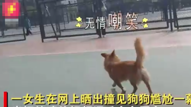 山东一狗狗因体型丰满，只能无奈绕远路，小姐姐笑出鹅叫
