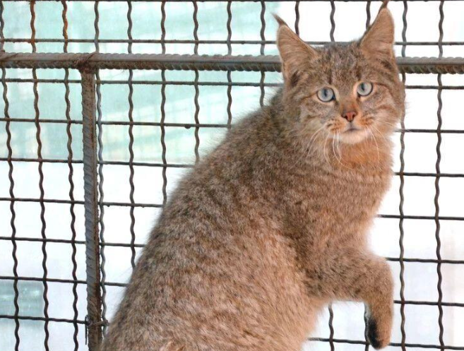 四川黑水发现“草猞猁”，耳朵长有天线，冬季会进村盗食家禽