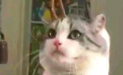 猫咪突然配合称体重，只是这眼神，感觉是在责怪主人把它养瘦了