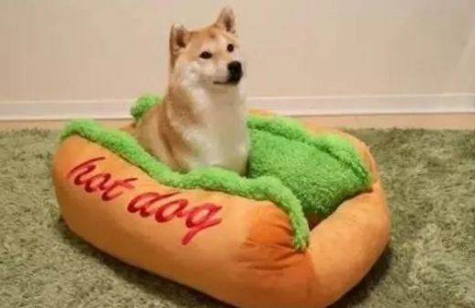 给家里柴犬买了个狗窝，狗狗钻进去的那刻，铲屎官笑喷了