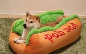主人给柴犬买了个新窝，下一秒柴柴做出这个举动，让人笑喷