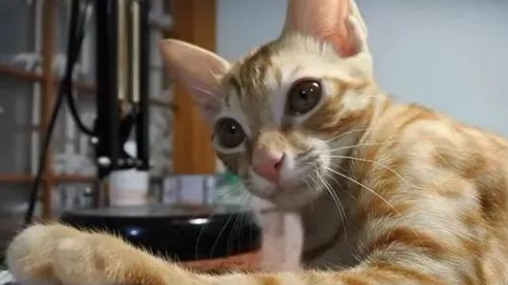 宠猫无极限，有人疼的喵喵像个宝！