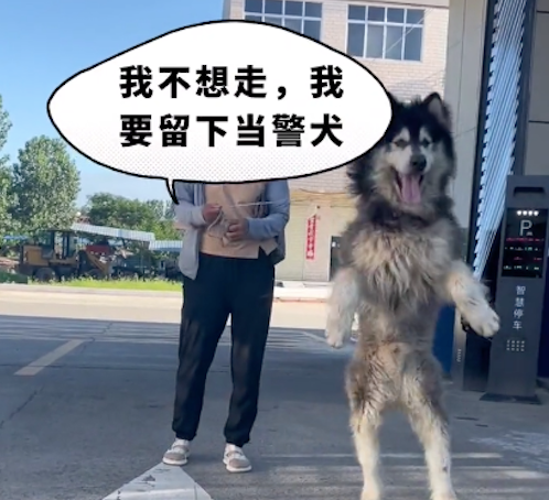 走丢的阿拉斯加因为太能吃，民警寻主人快领走！