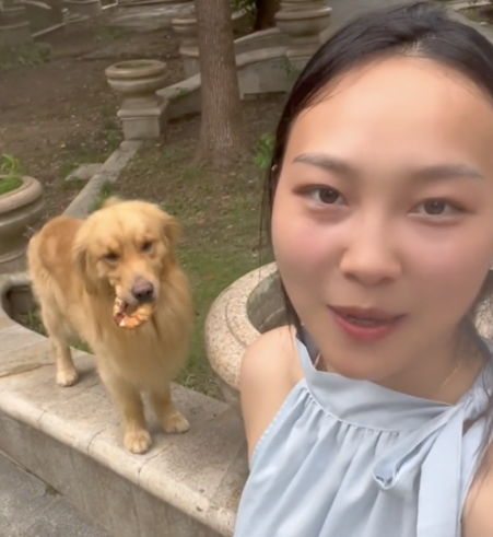 女主人说老子数到三，逃跑的金毛立马乖乖回头，川渝女人惹不起呀