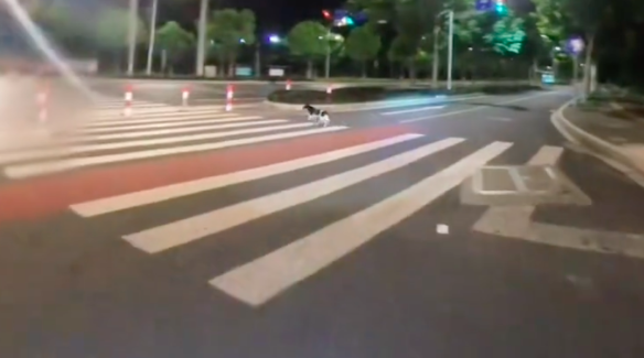 女生遇狗贩子抓流浪狗，鼓足勇气骑车去拦截！结果舒适却有遗憾！