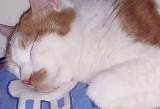 猫咪失踪了？萌猫吃点心！小奶猫解锁成功