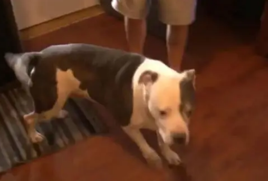 入室抢劫遇到比特犬，劫匪差点吓哭……看到报道后网友笑喷！