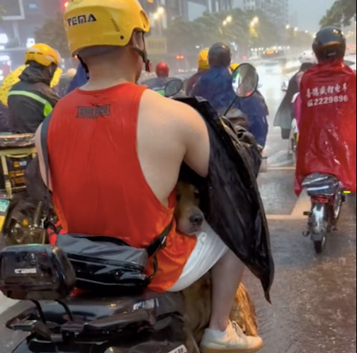 大雨天出行，主人宁愿自己淋雨，也要给狗狗挡雨