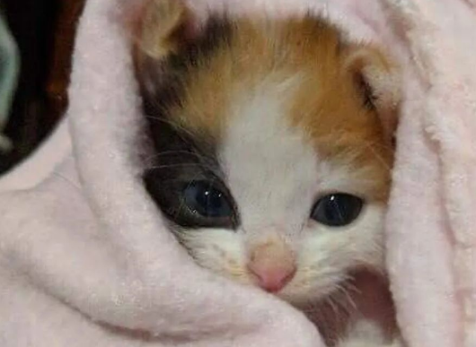 险些饿死街头的小奶猫，被好心人救助后变化巨大，超暖心！