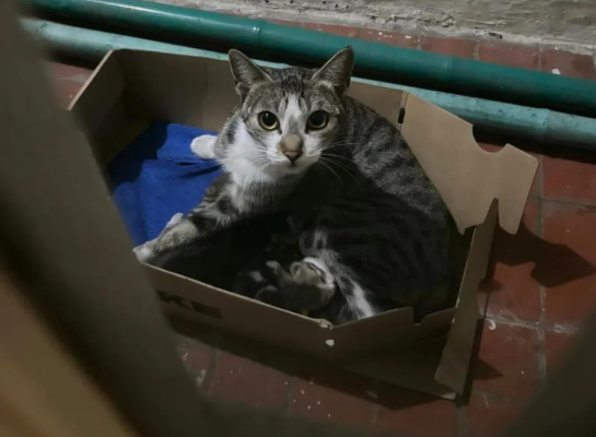 突然听见阳台有奶猫叫声，一看两只没断奶的小猫在地上，而猫妈妈...