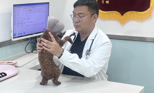高额治疗费让“铲屎官”不堪重负，宠物看病贵如何破解