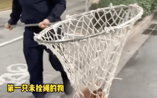 城管整治遛狗不拴绳现象，见到就抓走，主人们解释原因出奇的一致 