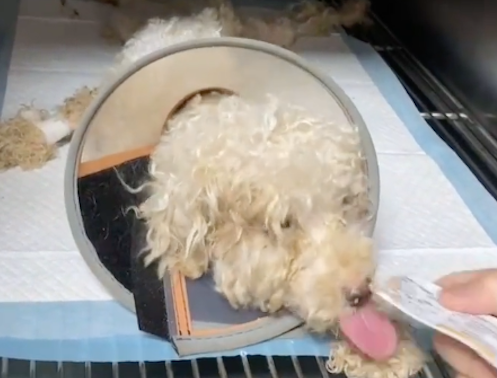 狗狗看厂却不给吃喝，长期营养不良致生病，主人怕花钱遗弃了之！