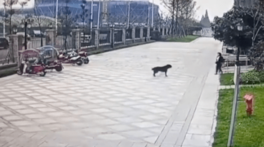 罗威纳犬小区里撕咬女童，主人迟迟未现身，血的教训还不断上演！