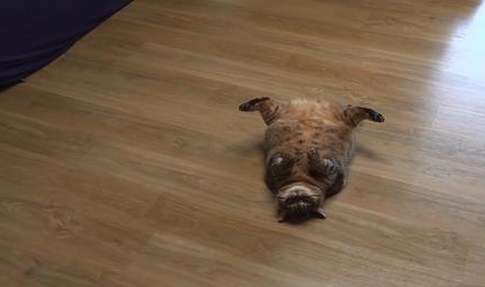 猫咪绝育后一年体重翻了一倍，只因为主人误信，绝育后要给猫加餐