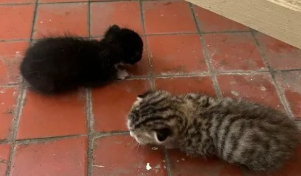 突然听见阳台有奶猫叫声，一看两只没断奶的小猫在地上，而猫妈妈...