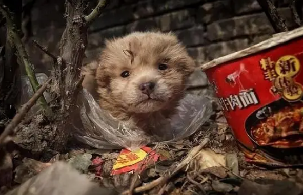 立法保护流浪猫狗？政府资金不是无底洞，弃养比虐待更为可恨