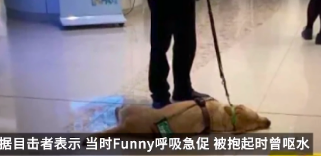 香港一导盲犬在商场内晕倒去世，引发社会对视障者和导盲犬的关注和反思
