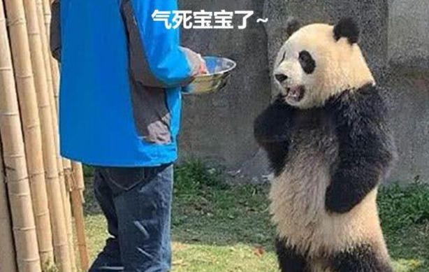 熊猫是假扮的“证据”找到了，这只熊猫会掐腰，为此有人画了漫画